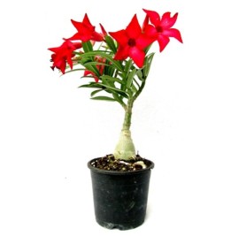 Adenium Red